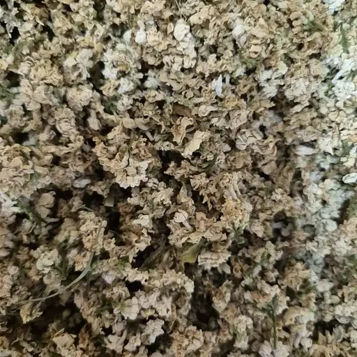 100 г сирень белая цвет сушеный - свежий урожай