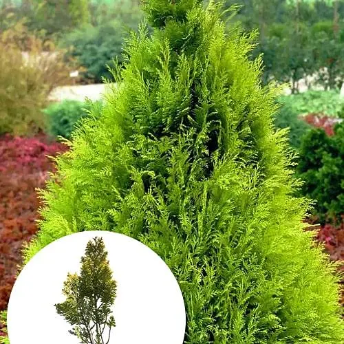 Кипарисовик Лавсона "Alumi Gold" С2 высота 25-35см (176877) 1 саженец - фото 3