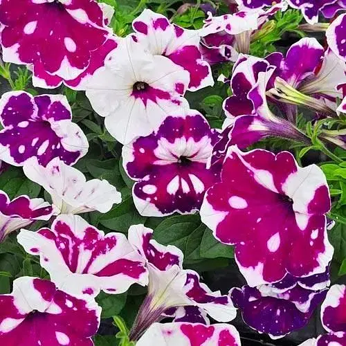 Петуния Alpetunia "Purple White Sky" (189844) 1 саженец - фото 1