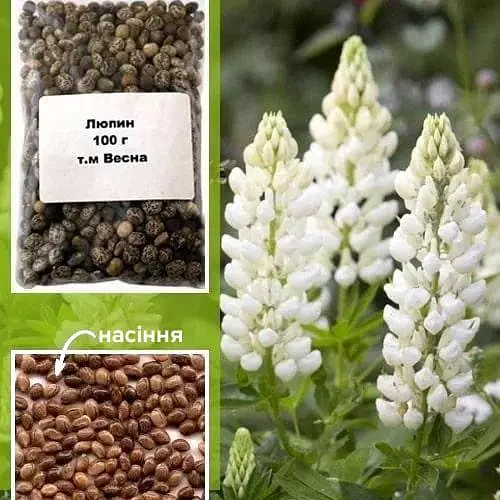 Люпин "ТМ "Весна" 100 г (38880) - фото 2