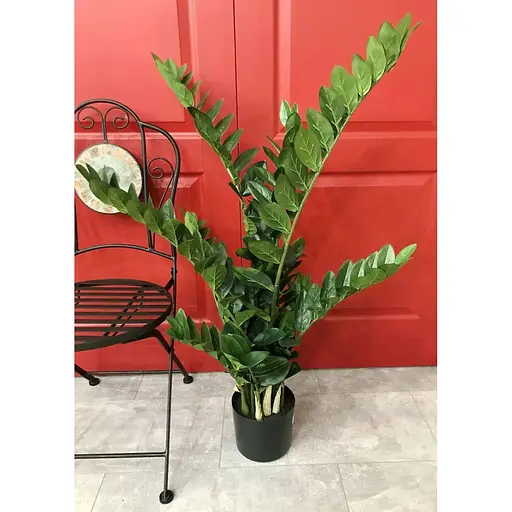 Заміокулькас Hvoya в горщику 115 см - фото 3