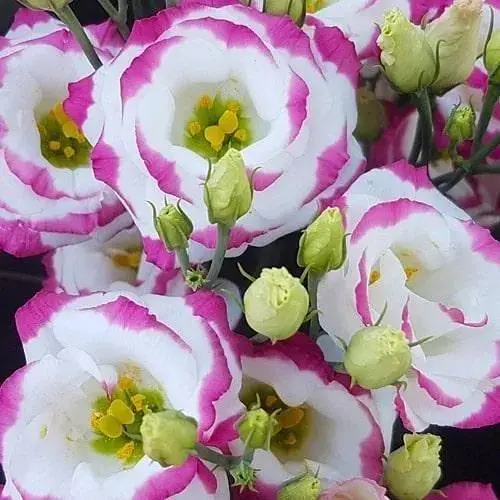 Эустома махровая "Rosita Hot Lips" укоренена в контейнере Р9 (50679) 1 саженец - фото 1