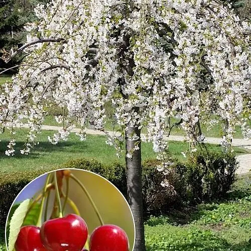 Вишня плакучая на штамбе (возраст от 2х лет, высота 100-150см) (52700) 1 саженец в упаковке - фото 1