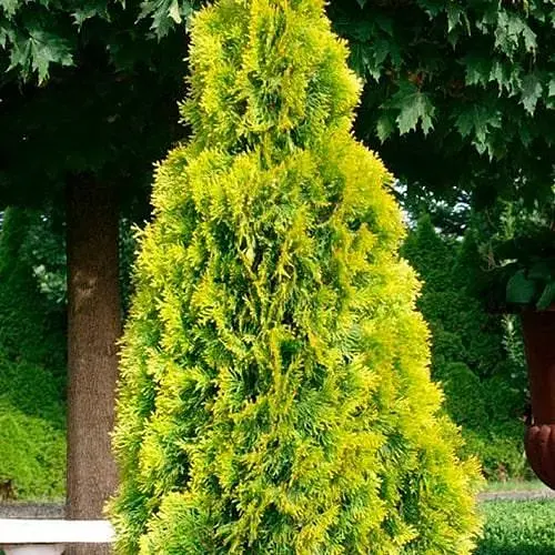 Туя западная Golden Smaragd (ком/сетка) высота 130-150 см (188427) 1 саженец в упаковке - фото 1