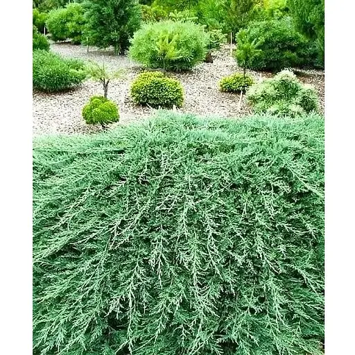 Ялівець горизонтальний "Glacier" вазон С1,5 діаметр 15-25 см (102151) 1 саджанець - фото 1