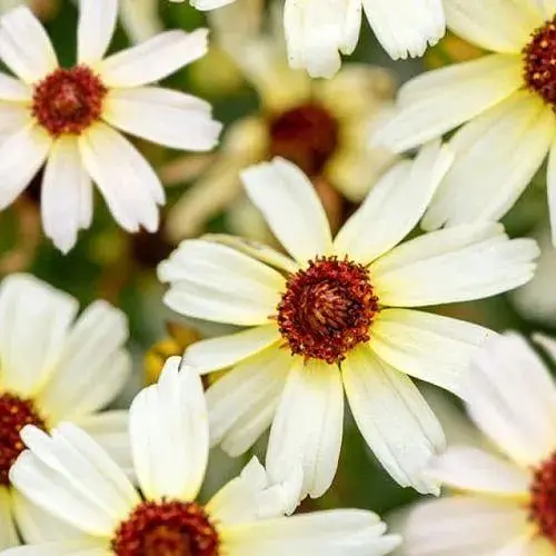 Кореопсис verticillata "Fools Gold" (рясноквітучий багаторічник) (188408) 1 саженец - фото 1