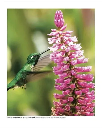 Grow Orchids. Essential Know-how and Expert Advice for Gardening Success - фото 4