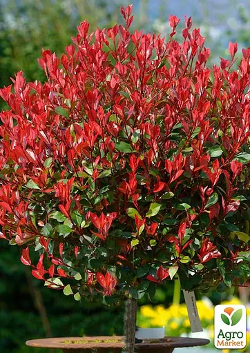 Фотинія фразера на штамбі "Little Red Robin" вазон С3 H45см (185101) 1 саженец - фото 4