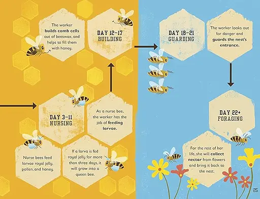 The Bee Book - фото 3