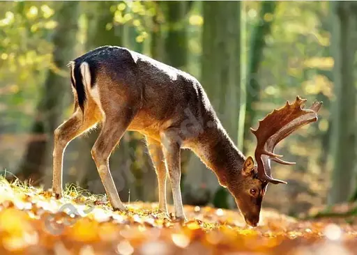 Пазл Castorland puzzle Король леса, 500 эл. (В-52325) - фото 2