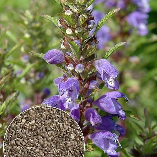 Змееголовник "Медонос" ТМ "Весна" 2г (22976) - фото 1