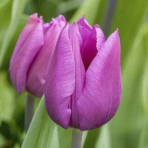 Тюльпан "Blue Beauty" (186298) 2 шт - фото 1