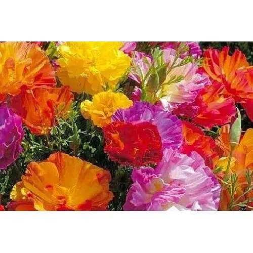 Эшшольция Калифорнийская Весна 2г (51852) - фото 1