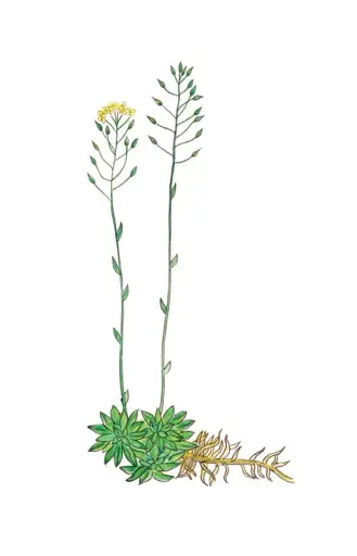 Весняні рослини України - фото 7