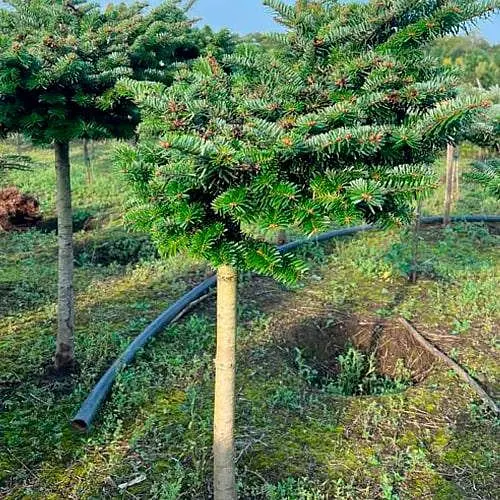 Пихта нордмана Agro-Market на штамбе Kilian ком/сетка высота 60-70см диаметр кроны 50-60 см 188459 1 саженец в упаковке - фото 1