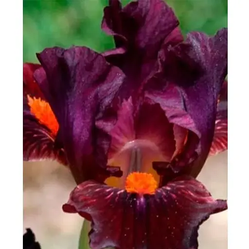 Ірис карликовий "Matador's Cap" (61632) 1 шт - фото 1