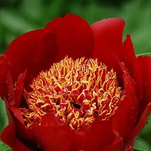 Пион молочноцветковый "Walter Mains" (японский) (186907) 1 шт - фото 1