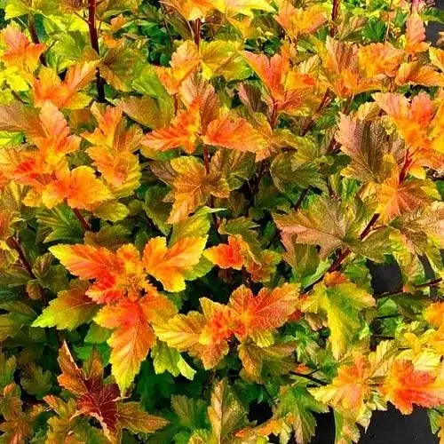 Пузырчатка калинолистная Jubilee вазон Р9 (189945) 1 саженец в упаковке - фото 1