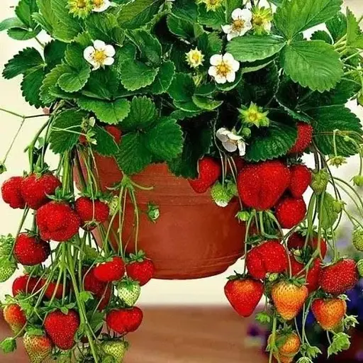 Клубника Ампельная Agro-Market "Лоран" (Loran) (безусый ранний ремонтантный сорт) (51890) 1 саженец в упаковке - фото 1