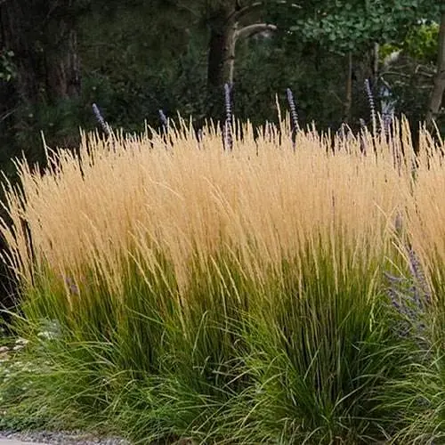 Каламагростіс "Karl Foerster" (вазон Ø17) (186817) 1 саджанець - фото 1