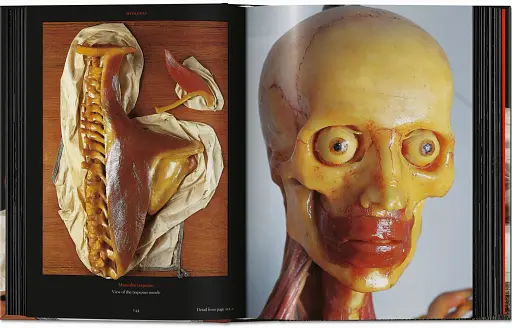 Anatomical Waxes. 45th Edition - фото 12