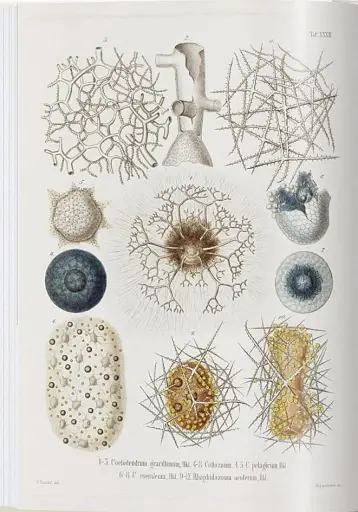 The Art and Science of Ernst Haeckel - фото 4