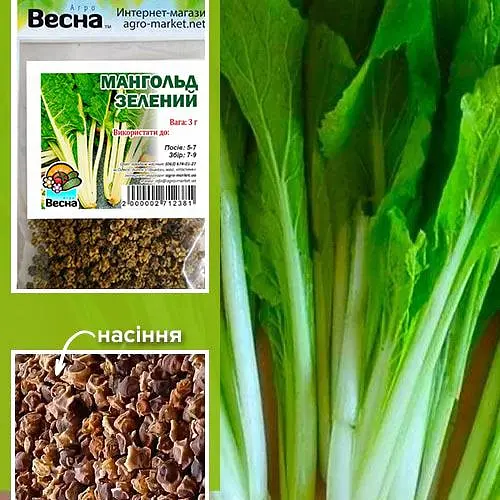 Мангольд зеленый (Зипер) ТМ "Весна" 3г (48068) - фото 1