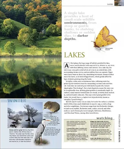 Wildlife of Britain and Ireland - фото 6