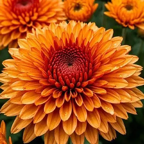 Хризантема мультифлора куляста "Flam Orange" (189665) 1 саженец - фото 1