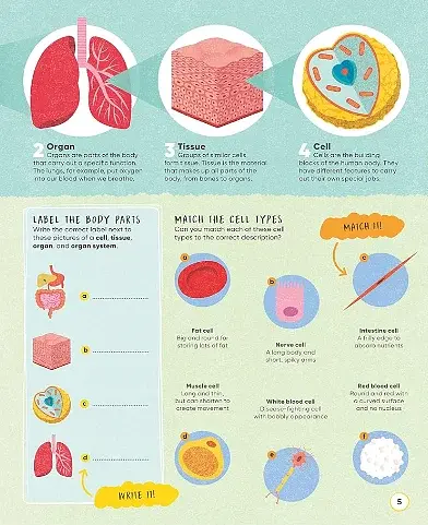 Active Learning. Human Body - фото 4