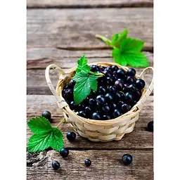 Саджанець Agro-Market Смородина чорна Бен Конан (Ben Connan) (ранній термін дозрівання, зимостійкий сорт) 1 шт. в упаковці (44816) - мініатюра 4