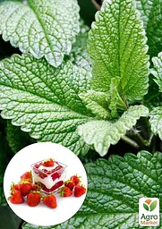 Саджанець Agro-Market М'ята Berry and Cream Корневище 1 шт. в упаковці (51883) - мініатюра 2