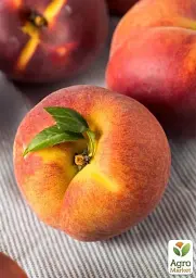 Саджанець Agro-Market Персик Ред Хевен (літній сорт, середній термін дозрівання) 1 шт. в упаковці (17585) - мініатюра 3