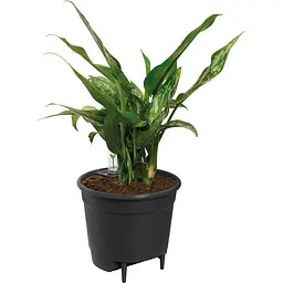 Вставка з автополивом Elho Self-Watering Insert 15 см (546694) - мініатюра 3