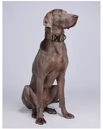 Нашийник для собак Woofy, нейлоновий з металевою пряжкою-фастекс, світловідбиваючий, коричневий, L - мініатюра 3