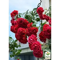 Троянда плетиста Agro-Market Гранд Готель саджанець класу АА+ вищий сорт 1 шт. в упаковці (178145) - мініатюра 2