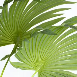 Штучна рослина Engard Cycas Palm 150 см (DW-23) - мініатюра 2