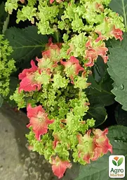 Саджанець Agro-Market Гортензія крупнолиста кучерява Curly Sparkle Hot Pink (64431) - мініатюра 4