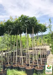 Саджанець Agro-Market Клен штамбовий гостролистий Globosum висота 180-200 см 1 шт. в упаковці (180158) - мініатюра 4