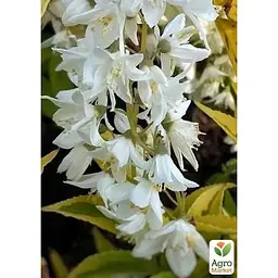 Саджанець Agro-Market Дейція витончена Gracilis (181737) 1 шт. в упаковці - мініатюра 2