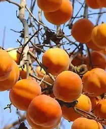Саджанець Agro-Market Хурма на віргінській морозостійкій підщепі Нікітська бордова® вищий сорт! (21383) 1 шт. в упаковці - мініатюра 5