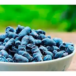 Саджанець Agro-Market Жимолість Морена (ранній термін дозрівання, ягоди з куща не обсипаються) 1 саджанець (43974) - мініатюра 2