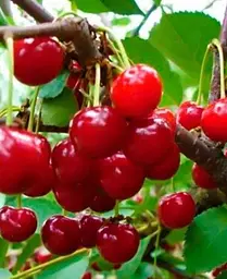 Саджанець Agro-Market Вишня Іграшка (літній сорт, ранній термін дозрівання) (21361) 1 шт. в упаковці - мініатюра 4