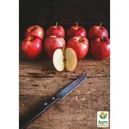 Саджанець Agro-Market Яблуня Джонаголд Декоста (зимовий сорт, пізній термін дозрівання) (39829) 1 шт. в упаковці - мініатюра 2