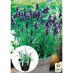 Саджанець Agro-Market Лаванда пестролиста Platinum Nico (контейнер № 10 висота 10-15 см) (50356) - мініатюра 6