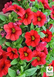 Саджанець Agro-Market Калібрахоа Calipetite Red 1 шт. в упаковці (178517) - мініатюра 3