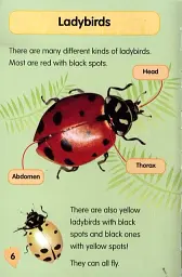 I Love Reading. 550 Words. Minibeasts - Monica Hughes - мініатюра 4