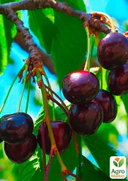 Саджанець Agro-Market Черешня Улюблениця Туровцева (літній сорт, ранній термін дозрівання) 1 шт. в упаковці (25912) - мініатюра 2