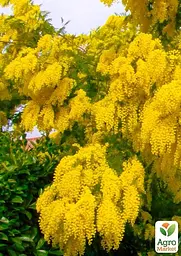 Саджанець Agro-Market Мімоза (Acacia Dealbata) (49843) - мініатюра 3