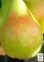Саджанець Agro-Market Груша Дельбарью (осінній сорт, середній термін дозрівання) 1 шт. в упаковці (35802) - мініатюра 2